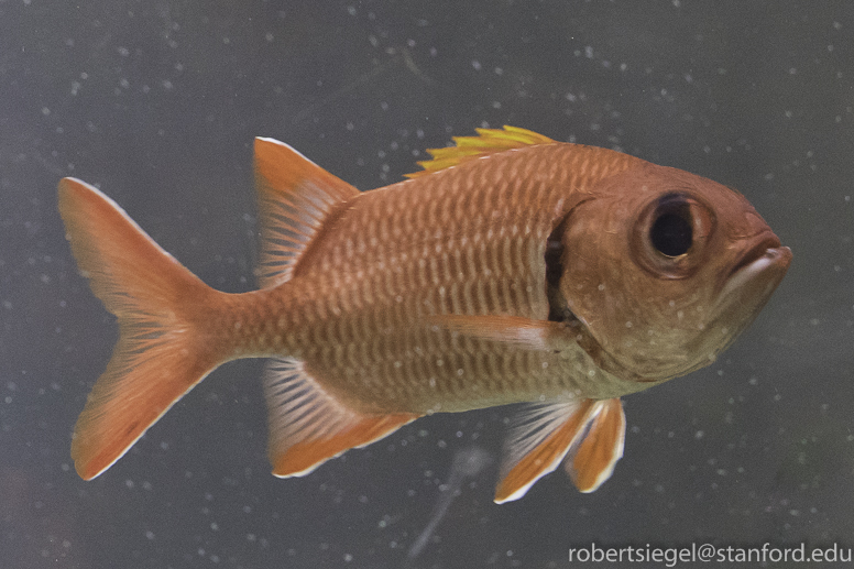 soldierfish